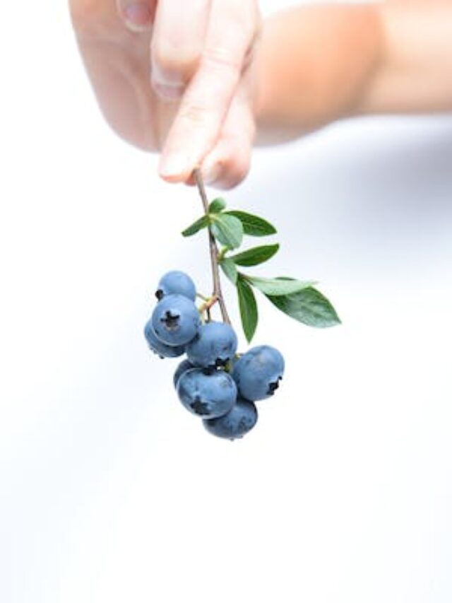 blueberry-fruit-blue-45908